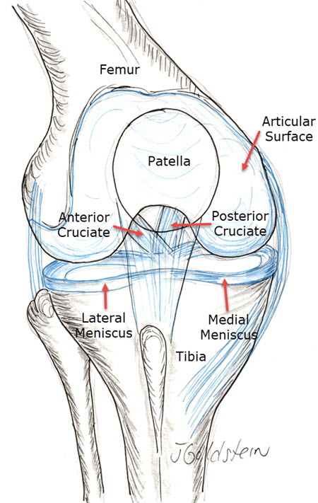 Knee Meniscal Tears – Sports Medicine and Orthopedics