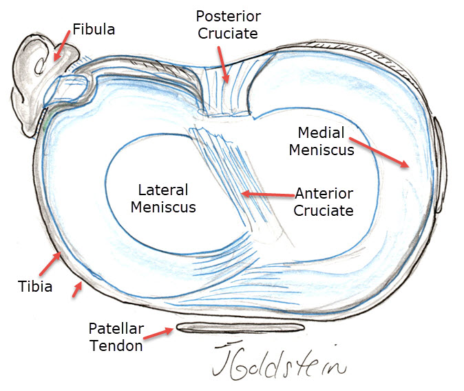 Meniscus